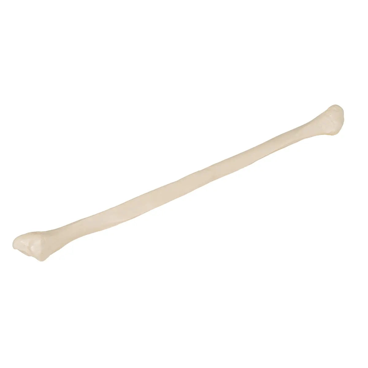 Das Wadenbein (Fibula) Knochen Stockfotografie Das Wadenbein (Fibula) Knochen Stockfotografie