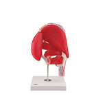 Articulación coxofemoral, 7 piezas - Anatomía y patología
