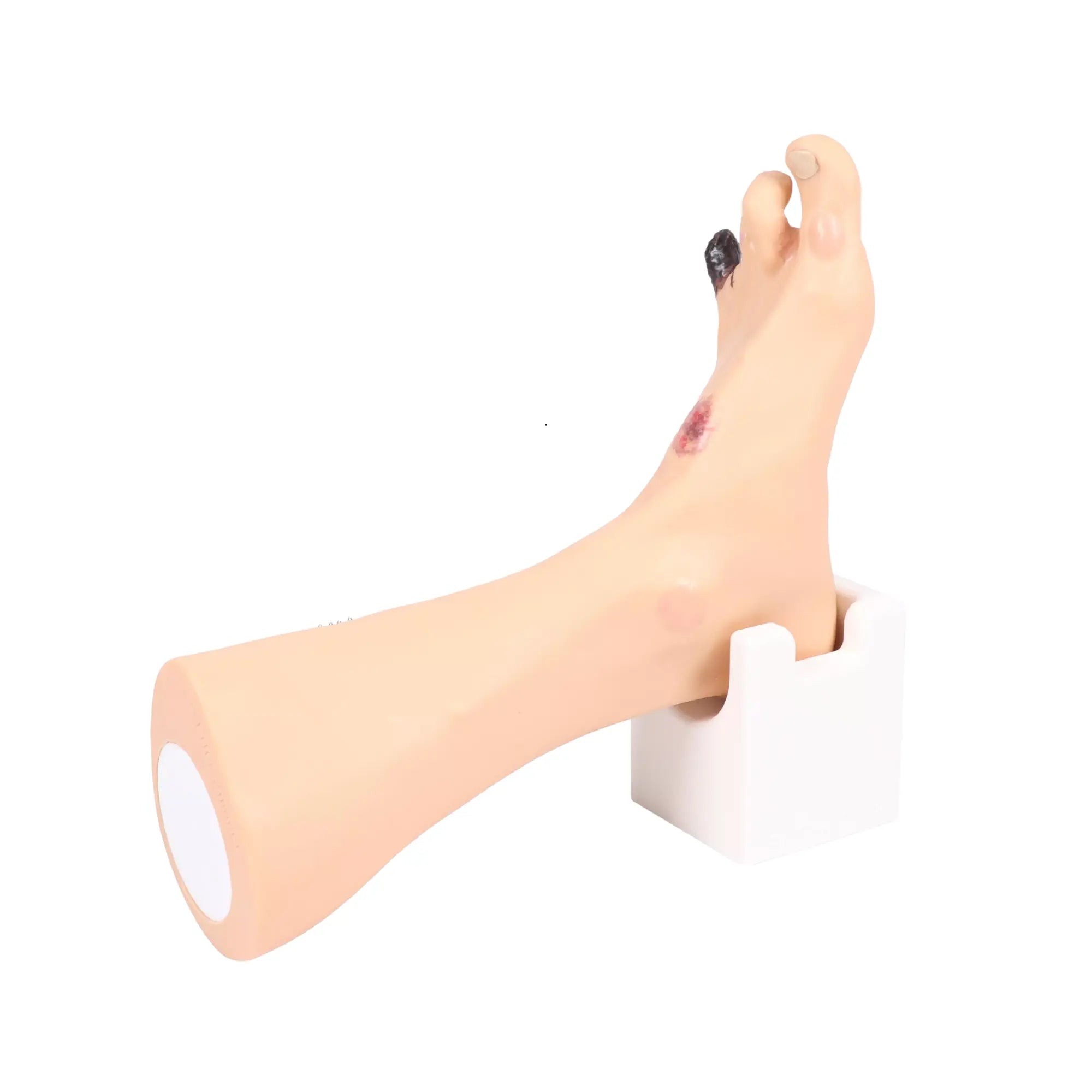 Foot model with wounds - Anatomy and pathology My Podiatry 