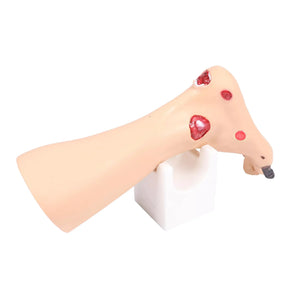 Foot model with wounds - Anatomy and pathology My Podiatry 
