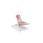 Voetskeletmodel met ligamenten en spieren