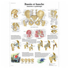Placa anatômica - Pelve e quadril - Anatomia e patologia - 3B Scientific