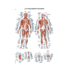 Tablero anatómico - Musculatura humana - 50 x 70 cm - Francés y Latín