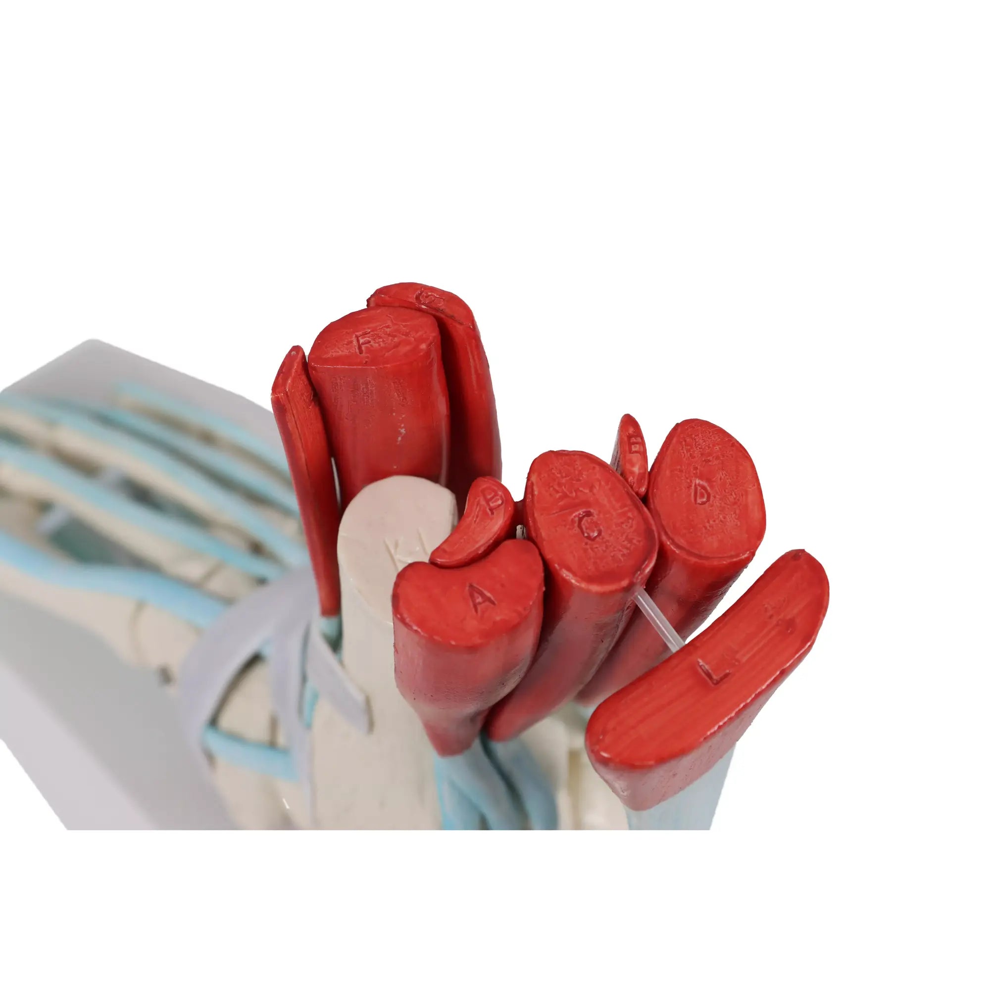 Squelette du pied avec ligaments et muscles My Podologie 